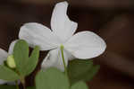 Eastern false rue anemone